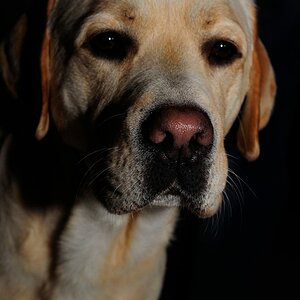 DarkDogHenry