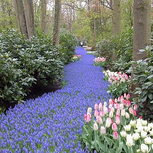 Keukenhof