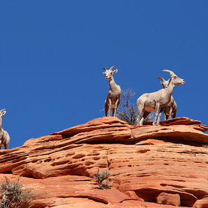 ZION NP B