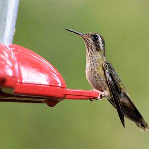 Kolibri
Bella Vista Cloud Forest
 3282
