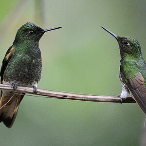 Fahlschwanzkolibris (Buff-tailed Coronet)
Bella Vista Cloud Forest
 4546