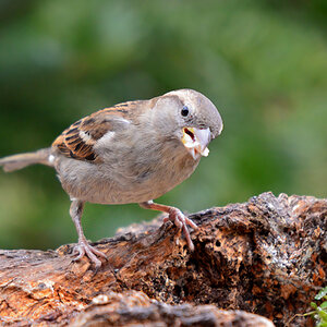 DSC 3364 Spatz