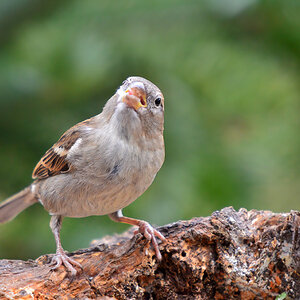DSC 3365 Spatz