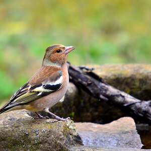 DSC 3359 Buchfink