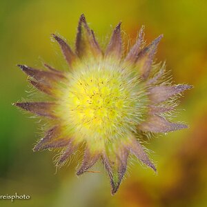 comp Ackerwitwenblume