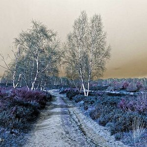 comp Heide   blaugefroren