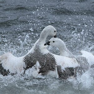 Magellan Gans (Upland Goose)
Carcass Island
9296
