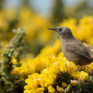 Falklandzaunkönig (Cobb's Wren)
Es könnte auch ein Grass Wren sein.
Carcass Island
0445