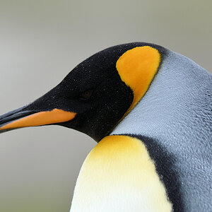 s865 Königspinguin 0584