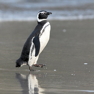 s881 MagellanPinguin 2036