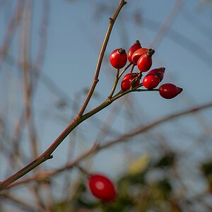 F005517c