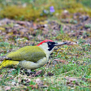 DSC 1341 Grünspecht