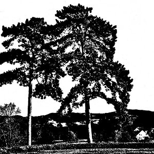 kiefern 03
