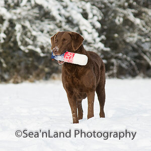 Sea'nLand Chesapeake Bay Retriever