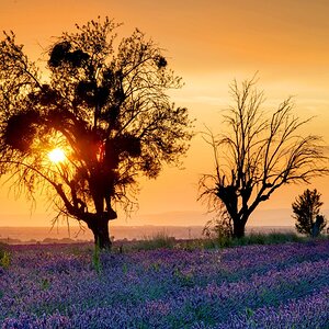 Provence
