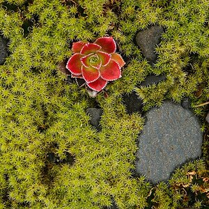 Moose und Flechten 20141016 125706 island 2014 2