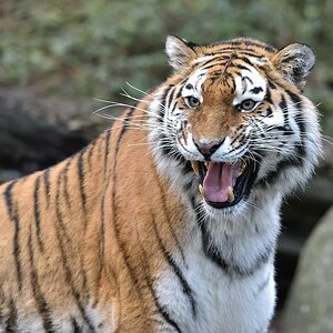 Tiger 122014