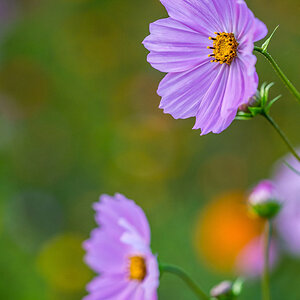 Blume