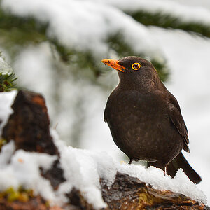 DSC 3626 Amsel