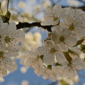 Blüte comp