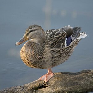 Großartige Balance. Ein Stockente steht einbeinig auf einem Ast im Fluss.