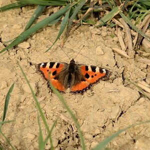 Schmetterling comp