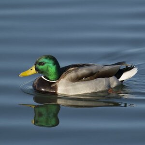 Ein Stockentenerpel schwimmt der Abendsonne entgegen. Schön wie das Gefieder glänzt.