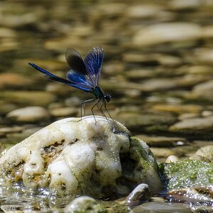 Eine gebänderte Prachtlibelle macht eine kurze Rast auf einem Stein in der Isar.