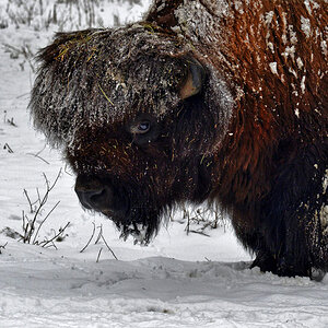 bison schnee 1