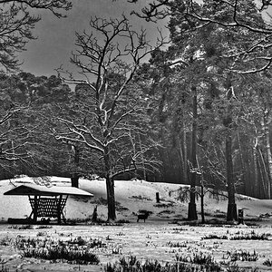 kaefertalerwald schnee
