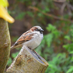 DSC 2581 Spatz