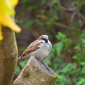 DSC 2579 Spatz