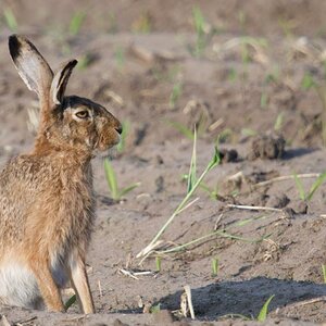 Hase