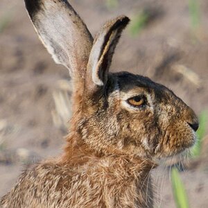 Hase