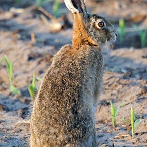 Hase