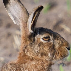 Hase
