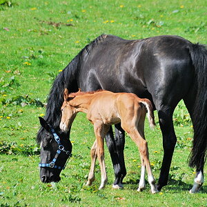 DSC 0746 bearbeitet