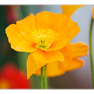 Mohnblume