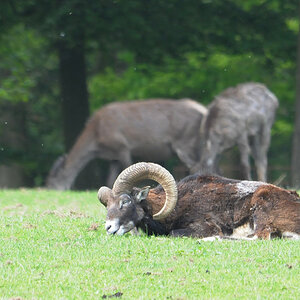 Wildpark Edersee Widder