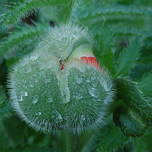 geschlossene Mohnblume im Aufbruch