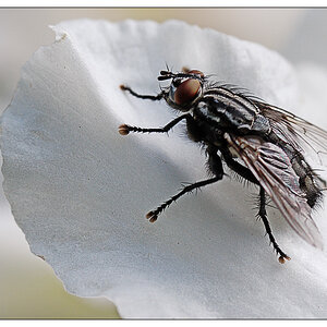 fliege2