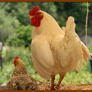 huhn am gardasee