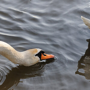 Schwan09