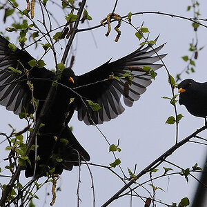 Amsel01