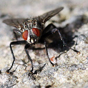 fliege2
