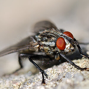 fliege3