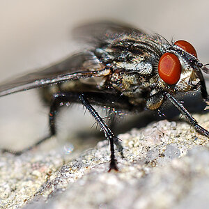 fliege4
