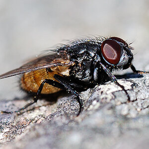 fliege5