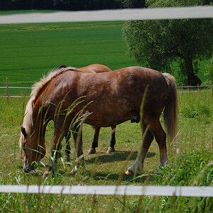 OllieA