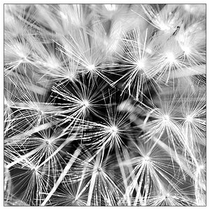 pusteblume